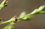 Hairy St. Johnswort